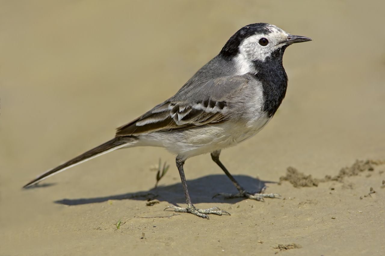 Ballerina bianca (Motacilla alba)